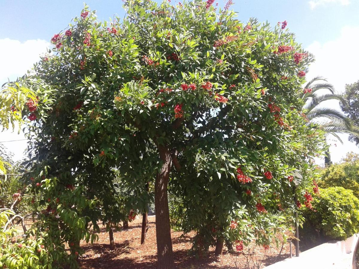 מונופולי B&B Bell'Aria מראה חיצוני תמונה
